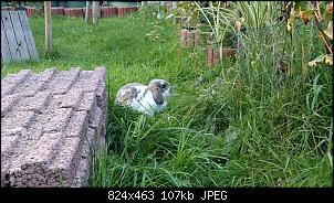 Betsys hoppelnde Gartengestalter-dsc_2185.jpg