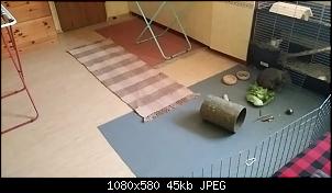 Fitschi's Puschelteam-23960877_10210846615303395_39213416_o.jpg