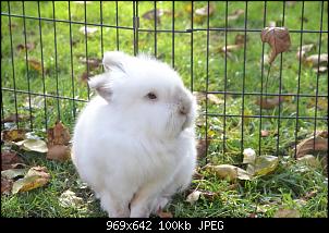 Veilchen-Buddler-fsc_9600.jpg