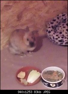 Trudi, Rabbit & Ute-img_20171210_185722.jpg