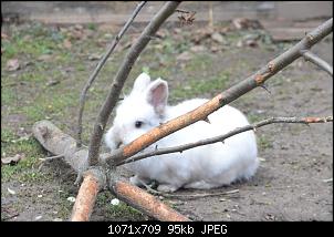 Veilchen-Buddler-fsc_9812.jpg