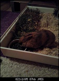 Trudi, Rabbit & Ute-img_20180108_190011.jpg
