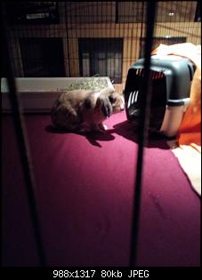 Trudi, Rabbit & Ute-img_20180116_170805.jpg