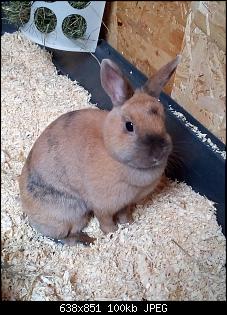 Trudi, Rabbit & Ute-img_20180117_131627_1.jpg