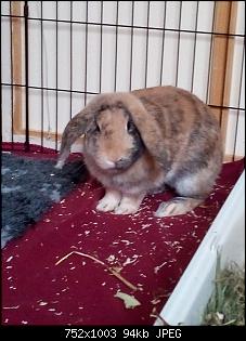 Trudi, Rabbit & Ute-img_20180117_125047.jpg