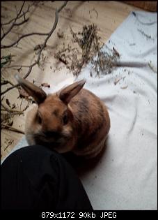 Trudi, Rabbit & Ute-img_20180117_130514.jpg