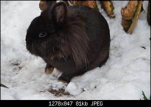 Veilchen-Buddler-fsc_9972.jpg