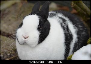 Veilchen-Buddler-fsc_9978.jpg