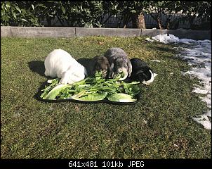 Bekko's Rasselbande-28503747_2021034621258297_1212554437_o.jpg