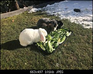 Bekko's Rasselbande-28504748_2021033714591721_1610611656_o.jpg