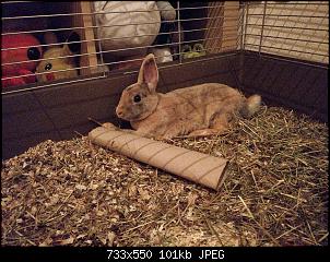 Vorstellung von Penelope & Cloud-img_20180217_174634.jpg