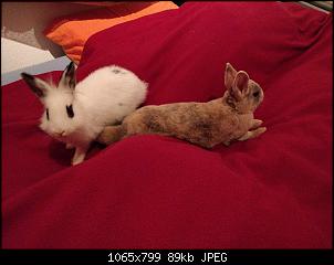 Vorstellung von Penelope & Cloud-img_20180219_193224.jpg