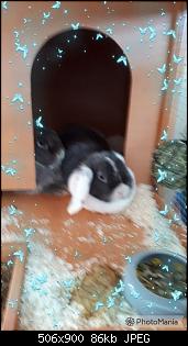 Meine Kaninchen und ich-photomania_1524291875334.jpg