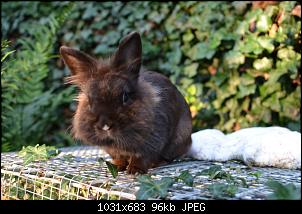 Veilchen-Buddler-fsc_1289.jpg