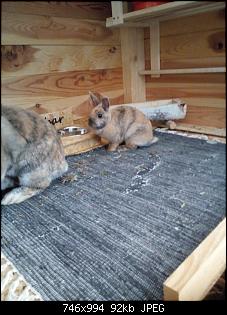 Trudi, Rabbit & Ute-img_20180906_172535.jpg