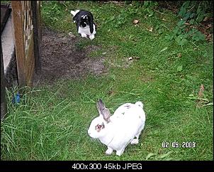 meine 4 Bunnys-pict1651_400x300.jpg