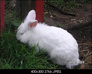 meine 4 Bunnys-pict1670_400x300.jpg