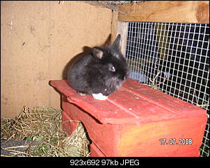 meine 4 Bunnys-pict1642.jpg