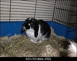 meine 4 Bunnys-cimg0533.jpg