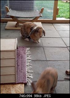Trudi, Rabbit & Ute-img_20180913_135420.jpg
