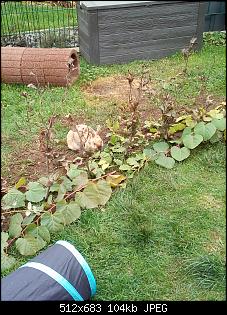 Trudi, Rabbit & Ute-img_20181027_115424.jpg