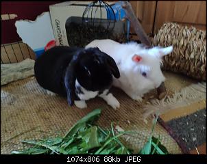 Vorstellung-img-20180629-wa0006%5B1%5D.jpg