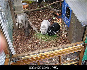 meine 4 Bunnys-pict3265.jpg