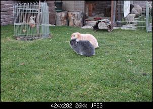 Einohr und Fleur :)-forum4.jpg