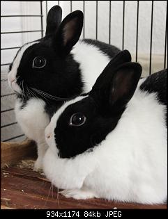 Kaninchenschwestern in Liebevolle H�nde abzugeben-hase.jpg