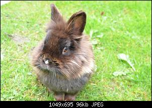 Veilchen-Buddler-fsc_3877.jpg