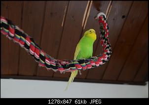Veilchen-Buddler-fsc_3912.jpg