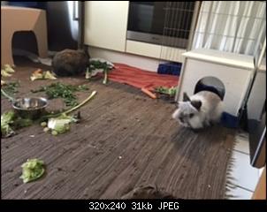 Honey, Paul und Penny stellen sich vor!-70d0e4ed-652c-4743-b38a-8191bc2cea2e.jpeg