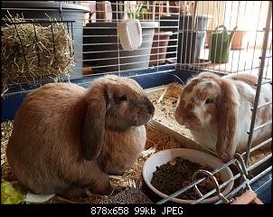 Molly und L�mmel-karnickel.jpg