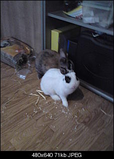 meine zwei-dsc00224.jpg