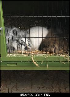 Klicke auf die Grafik f�r eine gr��ere Ansicht

Name:	kuschelbande.jpg
Hits:	47
Gr��e:	33,3 KB
ID:	55914