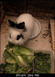 Klicke auf die Grafik f�r eine gr��ere Ansicht

Name:	frodo.jpg
Hits:	54
Gr��e:	35,9 KB
ID:	55915