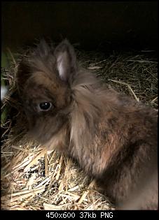 Klicke auf die Grafik f�r eine gr��ere Ansicht

Name:	nymeria.jpg
Hits:	45
Gr��e:	37,2 KB
ID:	55916