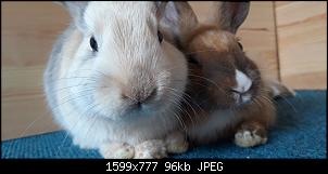 Vorstellung von Finn und Coco-img-20200323-wa0007.jpg