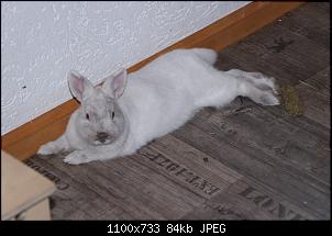 Lasse, Lina, Ole & die Pflegetiere-dc555fc0-72bb-417f-af0e-36abccdc7871.jpg