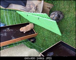 Unsere Kaninchen-70ec1c1e-6979-4ddd-97be-7800085cf2c8.jpeg