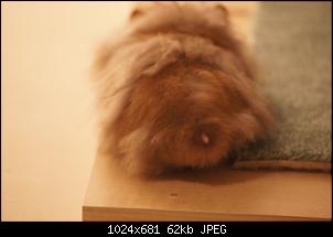 Zwei Zwergwidder im Hamsterheim-012.jpg