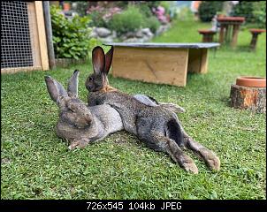 Lilly, Lotte und Eddi �s'm Ostrachtal-ff1a297d-bbba-463e-b0a3-8aac78998884.jpg