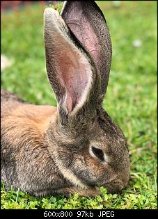 Lilly, Lotte und Eddi �s'm Ostrachtal-img_7454.jpg
