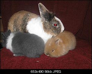 Der Kleine ZOO aus L�hne :-)-sonstiges-039.jpg