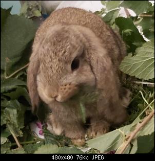 Pl�tzlich sind Kaninchen da😊-15951723724285.jpg