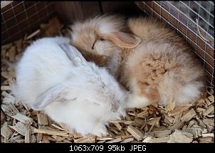 Langj�hriger Ninchen-Besitzer und doch unerfahren-img_1211.jpg