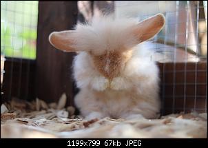 Langj�hriger Ninchen-Besitzer und doch unerfahren-img_1192.jpg