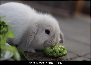 Langj�hriger Ninchen-Besitzer und doch unerfahren-img_1222.jpg