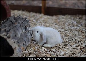 Langj�hriger Ninchen-Besitzer und doch unerfahren-img_1143.jpg