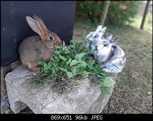 Unsere Fellgesichter sagen Halloooo ;-)-20201016_215415.jpg
